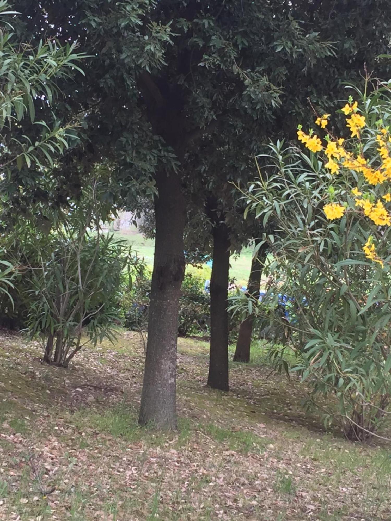 טודי Appartamento Dell Agriturismo Pane E Olio מראה חיצוני תמונה